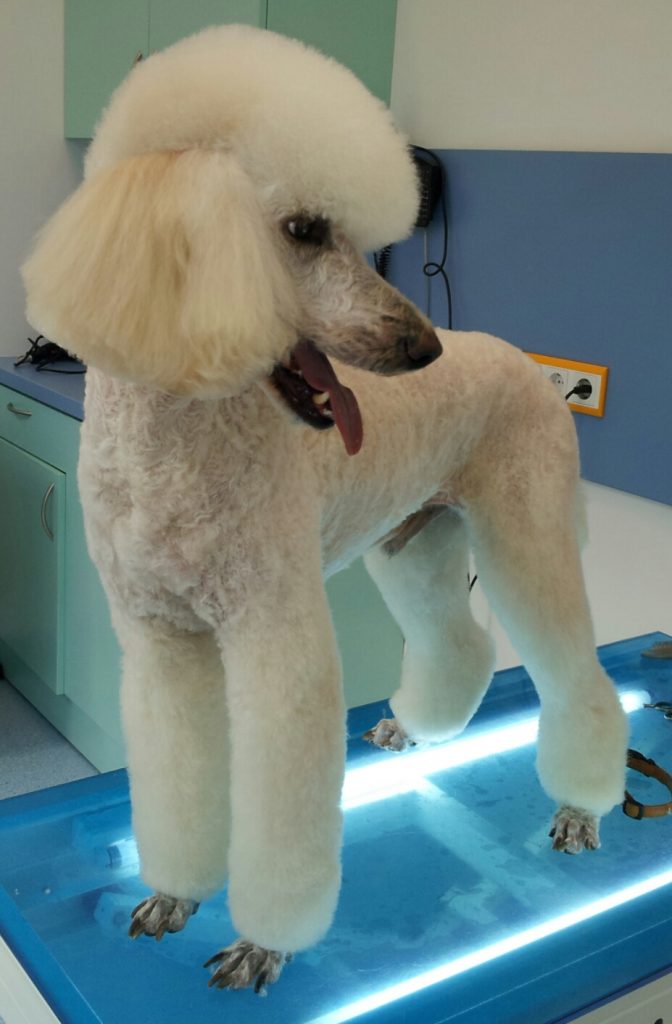 Hund beim Friseur Hund beim Friseur