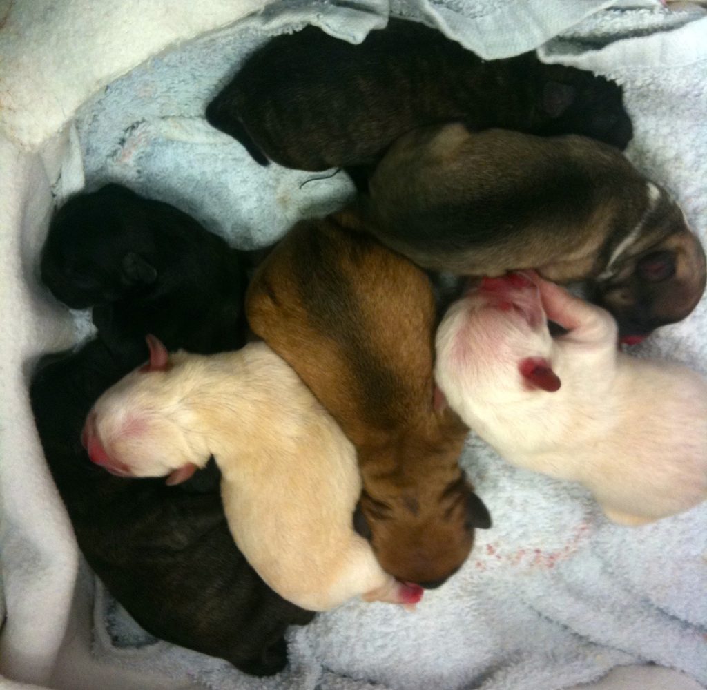 Praxis Hundewelpen Hundewelpen