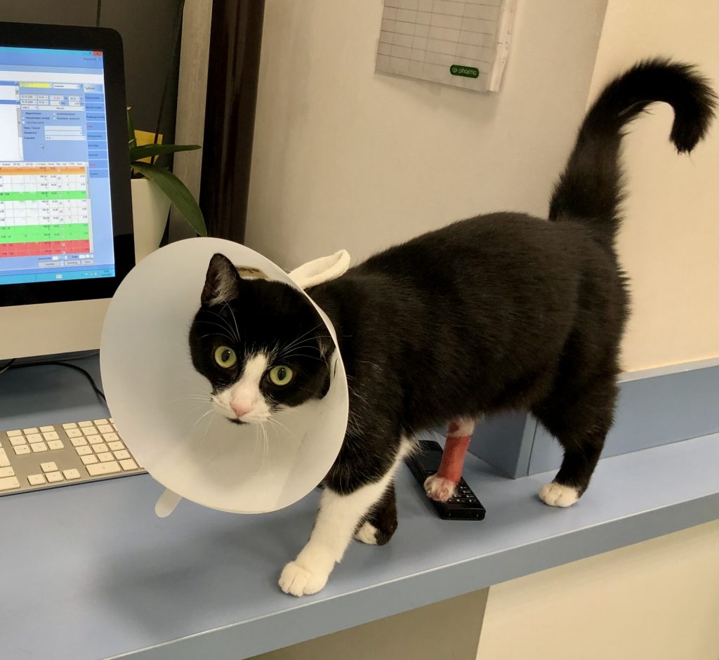 Katze mit Wunde am Fuß Katze mit Wunde am Fuß