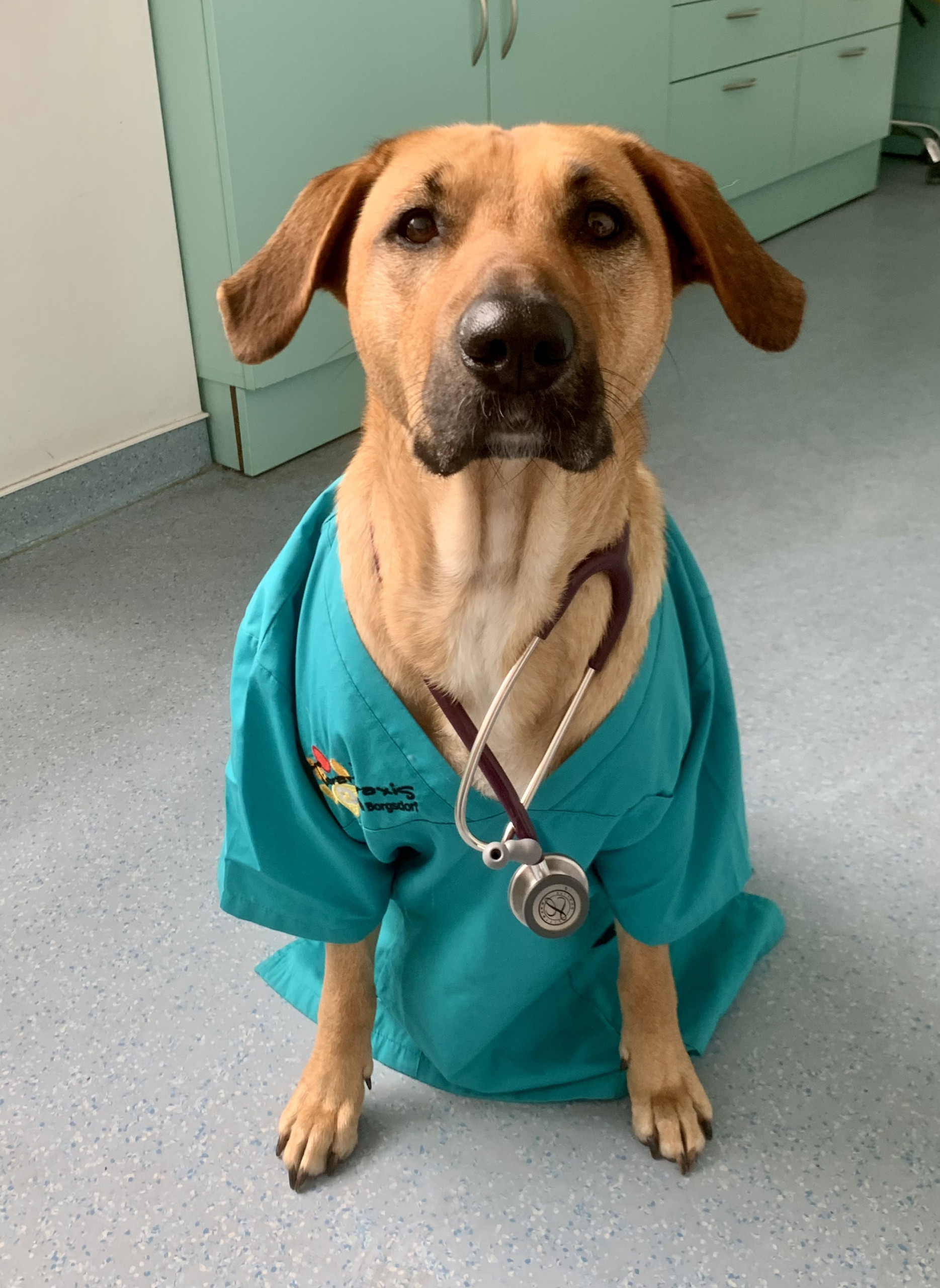 Hündin mit Scrub Hündin mit Scrub