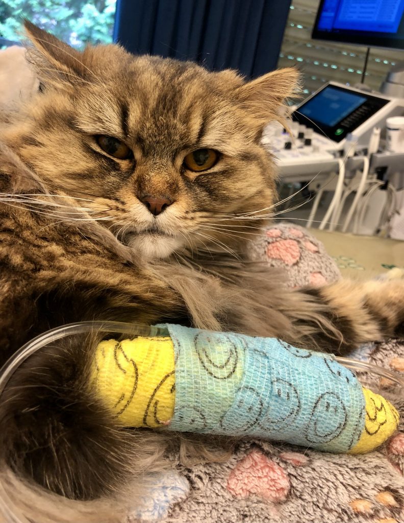 Kranke Katze Kranke Katze